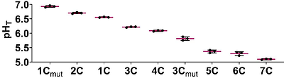 G-Quadruplexes Act as an On/Off Switch While i-Motifs Regulate Insulin Expression in Reporter Gene Assays