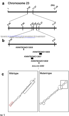 Identification of a microRNA with a mutation in the loop structure in the silkworm Bombyx mori