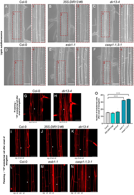 Cytokinin-inducible DIRIGENT13 involved in lignan synthesis and ROS accumulation promotes root growth and abiotic stress tolerance in Arabidopsis