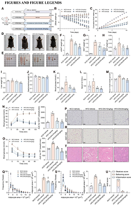 Dronedarone hydrochloride reverses obesity-related metabolic syndrome while preserving skeletal muscle mass