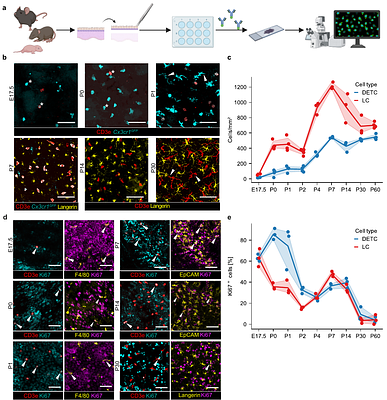 Postnatal Maturation of Dendritic Epidermal T Cells and Langerhans Cells Follows Distinct Differentiation Trajectories Independent of Microbiota