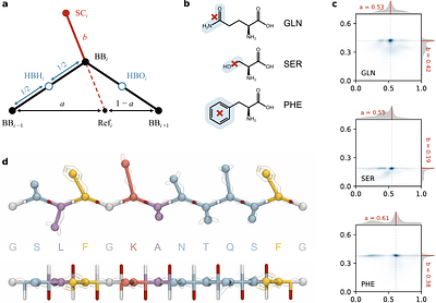 Modeling disorder, secondary structure formation, and amyloid growth in FG-nucleoporins