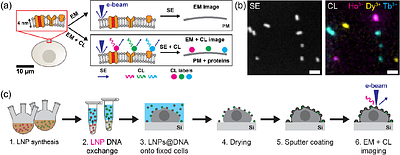 DNA-Functionalized Nanoparticles for Multicolor Cathodoluminescence Imaging