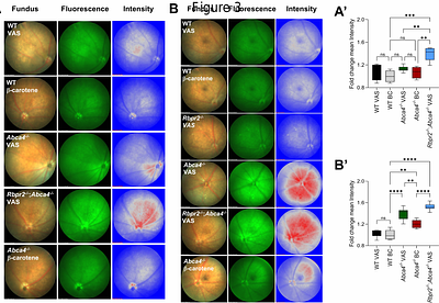 Rescue of the Stargardt Disease phenotype in Abca4 knockout mice through dietary modulation of the vitamin A receptor RBPR2