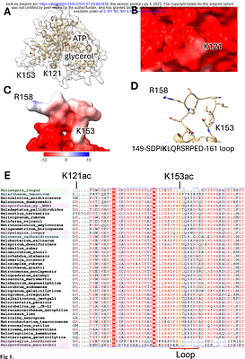 Dynamic acetylation of a conserved lysine impacts glycerol kinase activity and abundance in the haloarchaeon Haloferax volcanii