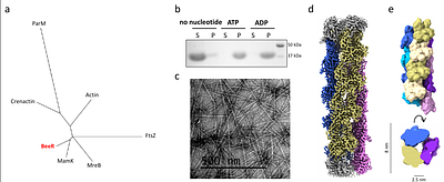 A family of bacterial actin homologues forms a 3-stranded tubular structure