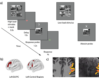 Dynamic layer-specific processing in the prefrontal cortex during working memory