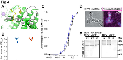 Fluorescence labeling strategies for the study of ion channel and receptor cell surface expression: A comprehensive toolkit for extracellular labeling of TRPV1.