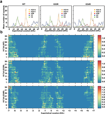 G34R cancer mutation alters the conformational ensemble and dynamics of the histone H3.3 tails