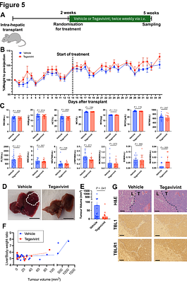 Preclinical efficacy and safety of Tegavivint in Wnt-activated hepatocellular carcinoma