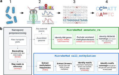 MicrobeMod: A computational toolkit for identifying prokaryotic methylation and restriction-modification with nanopore sequencing