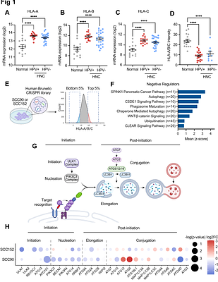 ULK1 drives NDP52-mediated selective autophagic degradation of MHC-I to promote immune evasion in HPV-positive head and neck cancer
