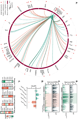 Elongasome Dysfunction Triggers Dependence on MepM-Mediated Peptidoglycan Recycling