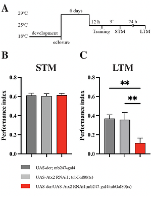 The Ataxin-2 protein is required in Kenyon cells for RNP-granule assembly and appetitive long-term memory formation.