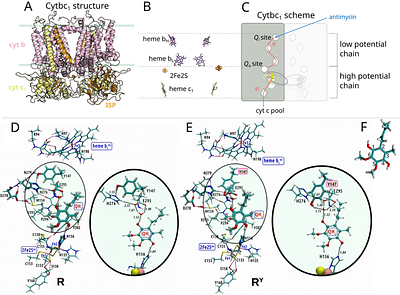 Electron bifurcation arises from emergent features of multicofactor enzymes