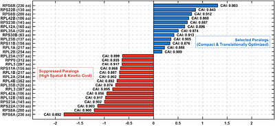 A hybrid machine learning and enzyme-constrained metabolic model for ab initio prediction of proteome reallocation