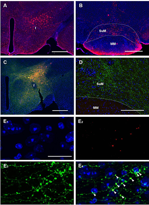 Orexinergic Input to the Supramammillary Region Links Threat Salience to Approach Behavior and Dopamine Release