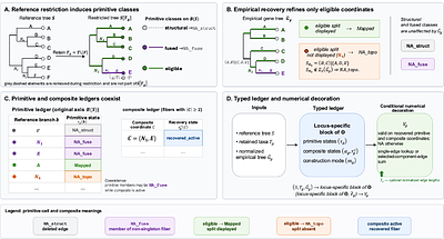 A Unique Graph-Theoretic Truth Table for Cross-Gene Branch Identity