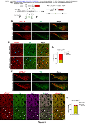 Parkinson's-Linked Synaptojanin 1 Loss in Dopamine Neurons Triggers Synaptic Degeneration and Striatal TH Interneuron Compensation