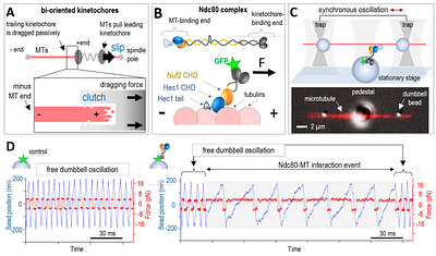 Ndc80 complex, a conserved coupler for kinetochore-microtubule motility, is a sliding molecular clutch