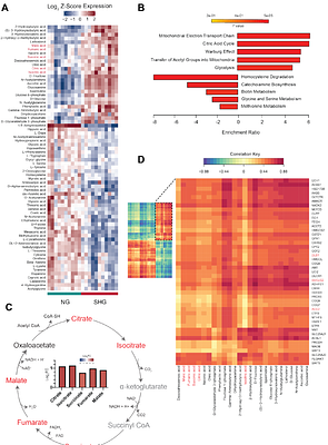 Deep multi-omic profiling reveals extensive mitochondrial remodeling driven by glycemia in early diabetic kidney disease