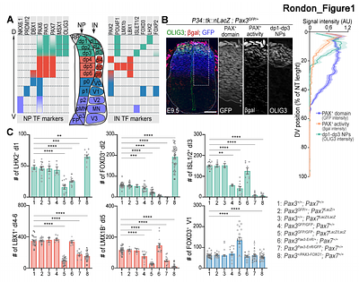 Dual PAX3/7 transcriptional activities spatially encode spinal cell fates through distinct gene networks