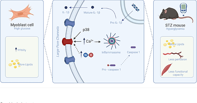 Boldine prevents diabetes-induced skeletal muscle dysfunction by inhibiting large-pore channels
