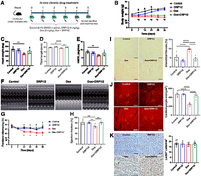 DRP1 inhibition confers cardioprotection against doxorubicin while preserving anticancer efficacy