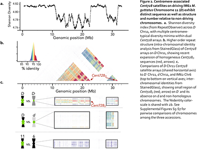 A centromere but not just a centromere: structure and evolution of a selfish chromosomal supergene in monkeyflowers