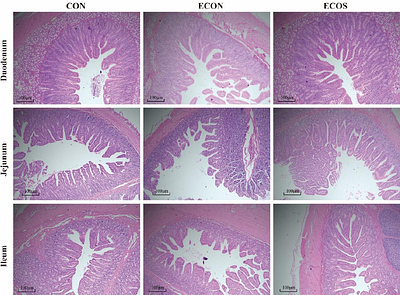 Effect of dietary Chitosan supplementation on Intestinal Barrier Function and Growth Performance in weaned piglets challenged by Enterohemorrhagic haemolytic Escherichia coli