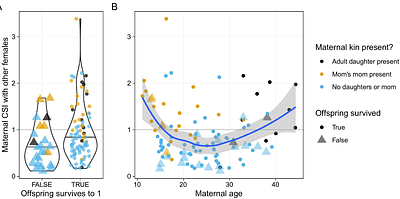 Socially integrated female chimpanzees have lower offspring mortality