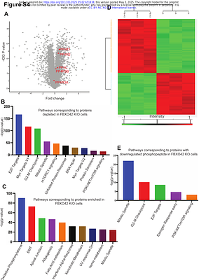 Pervasive phenotypic effects of Fbxo42 controlled by regulation of PP4 phosphatase