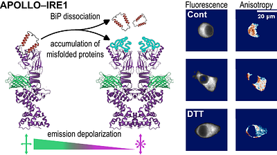 Apollo-IRE1: A Genetically Encoded Sensor for Live Cell and Multiplexed Imaging of ER Stress
