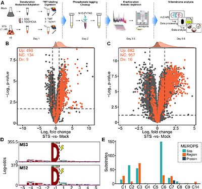Streamlined isolation of the n-terminome via phosphonate tagging and coordination-based depletion