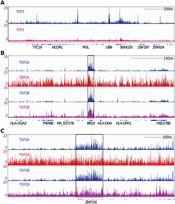 Genome-wide Mapping of Topoisomerase Binding Sites Suggests Topoisomerase 3α(TOP3A) as a Reader of Transcription-Replication Conflicts (TRC)