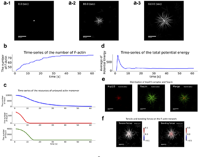 Filament-resolved simulations reproduce self-organization of lamellipodia and filopodia