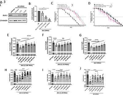 Dichloroacetate improves animal survival, growth, neuromuscular activity, mitochondrial stress and physiology, and elevated lactate in C. elegans pdha-1 and dld-1 RNAi models of pyruvate dehydrogenase complex deficiency (PDCD)