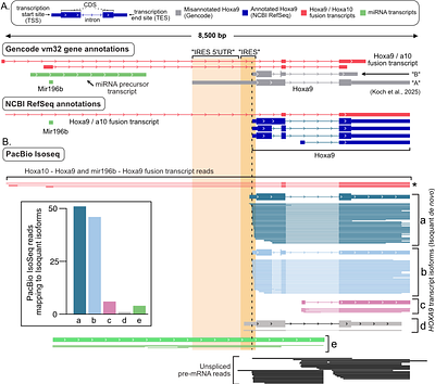 Evaluating the reliability of tools for mRNA annotation and IRES studies