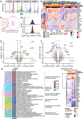 Spatiotemporal transcriptomics reveals distinct responses of ALDH1A1-positive and ALDH1A1-negative midbrain dopaminergic neurons to alpha-synuclein overexpression