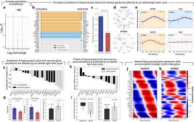 Circadian rhythm disruption alters rhythmic properties of clock and memory gene expression in the hippocampi of rats
