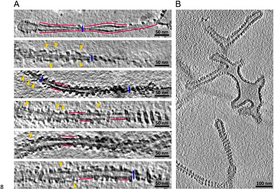 Structures of EHD2 filaments on curved membranes provide a model for caveolar neck stabilization