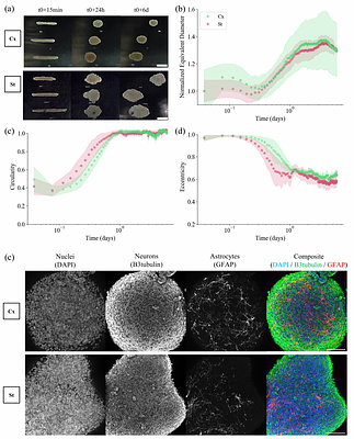 Scaffold-Free Acoustic Levitation Platforms Enable Scalable Culture of Neuronal Spheroids and Assembly of Layered Cortico - Striatal Assembloids