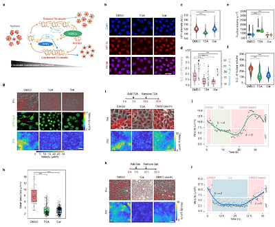 Chromatin remodeling integrates vertebrate body axis elongation and cell fate determination