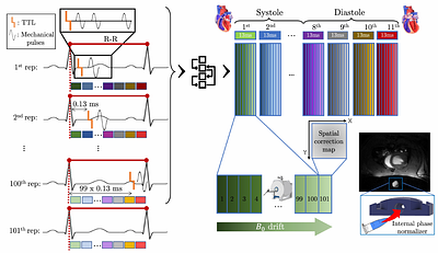 Transient Magnetic Resonance Elastography: a method to measure the mechanics of the active heart