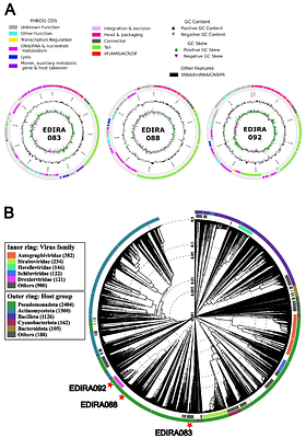 Lytic bacteriophages active in urine against multi-drug resistant clinically derived Klebsiella pneumoniae causing urinary tract infection