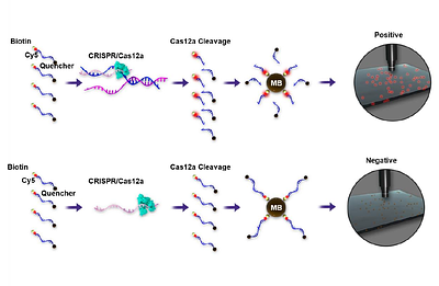 CRISPR-On-Beads: A Simple and Sensitive Approach for Bacterial DNA Detection