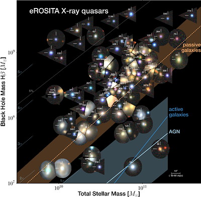 A large population of over-massive black hole quasars at z=0.3-0.8 revealed by eROSITA