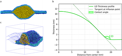 Lipid droplet shape and tendency towards budding: insight from theory and molecular simulations