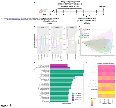 Microbiota Modulation Induces Elevated Duodenal Eosinophils Upon Gluten Exposure in Mice: Implications for Non-Coeliac Gluten Sensitivity