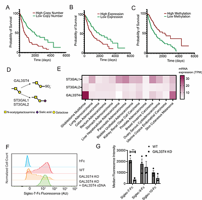 CRISPR activation screens map the genomic landscape of cancer glycome remodeling